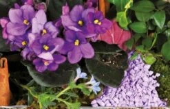 Assemblage De Plantes Le Jardin Enchanté -L’Agitateur Floral Soldes assemblage de plantes le jardin enchante 2