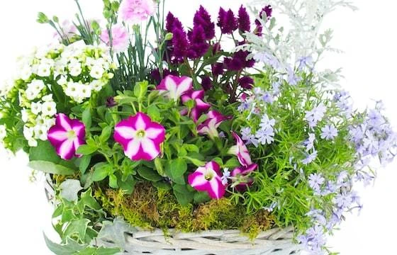 Assemblage De Plantes Rose Et Mauve "Rosea" 2 Assemblage De Plantes Rose Et Mauve "Rosea" – Image 2