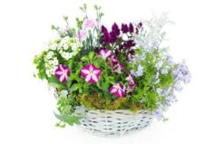 Assemblage De Plantes Rose Et Mauve "Rosea"