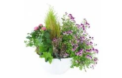 Assemblage De Plantes Roses & Mauves "Pulchra"