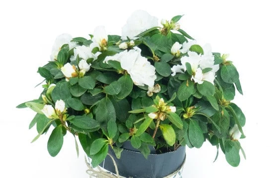 Azalée Blanche Décorée 2 Azalée Blanche Décorée – Image 2