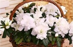 Azalée Blanche En Pot