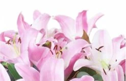 Bouquet De Lys Rose "Bruxelles" -L’Agitateur Floral Soldes bouquet de lys rose bruxelles 2