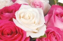Bouquet De Roses Blanches Et Roses Dolce Vita -L’Agitateur Floral Soldes bouquet de roses blanches et roses dolce vita 2