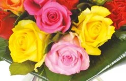 Bouquet De Roses Multi-couleurs Peps -L’Agitateur Floral Soldes bouquet de roses multi couleurs peps 2