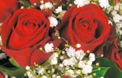 Bouquet De Roses Rouges Milan -L’Agitateur Floral Soldes bouquet de roses rouges milan 2