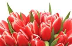 Bouquet De Tulipes Rouges Perle Douce -L’Agitateur Floral Soldes bouquet de tulipes rouges perle douce 2