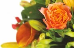 Bouquet Orange Tonique -L’Agitateur Floral Soldes bouquet orange tonique 2