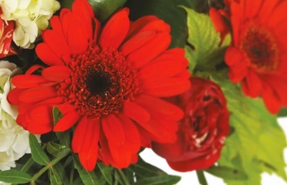 Bouquet Rond Rouge Sonate 2 Bouquet Rond Rouge Sonate – Image 2