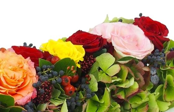 Chemin De Roses Colorées "Socrate" 3 Chemin De Roses Colorées "Socrate" – Image 3