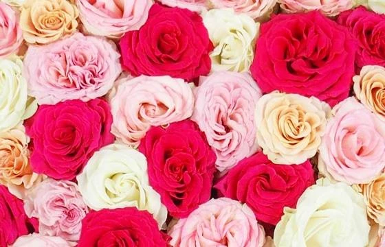 Cœur De Deuil Dans Les Camaïeux De Rose "Agora" 2 Cœur De Deuil Dans Les Camaïeux De Rose "Agora" – Image 2