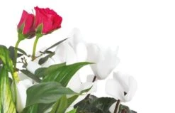 Composition Blanche, Rose, Fuchsia Souvenir -L’Agitateur Floral Soldes composition blanche rose fuchsia souvenir 2