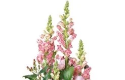 Composition De Deuil Rose Pensées -L’Agitateur Floral Soldes composition de deuil rose pensees 2