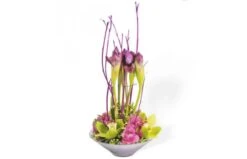 Composition Belle Dame