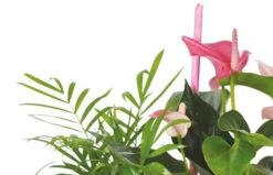 Composition De Plantes Le Jardin Des Druides -L’Agitateur Floral Soldes composition de plantes le jardin des druides 2