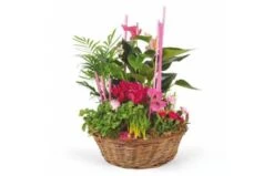 Composition De Plantes Le Jardin Des Druides