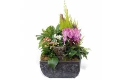 Composition De Plantes Pour Un Deuil Infini