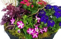 Devant -L’Agitateur Floral Soldes composition de plantes rose bleue plantae 1