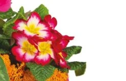 Composition De Plantes Rose-fuchsia Voyage Eternel -L’Agitateur Floral Soldes composition de plantes rose fuchsia voyage eternel 2