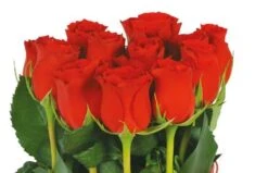 Composition De Roses Rouges Flamme -L’Agitateur Floral Soldes composition de roses rouges flamme 2