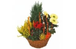 Composition Deuil Rouge & Jaune Jardin D'Hiver