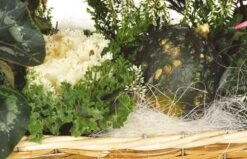 Composition Plantes Vertes & Fleuries Etincelle -L’Agitateur Floral Soldes composition plantes vertes fleuries etincelle 2