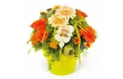 Composition Ronde Mignon