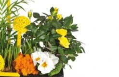 Coupe De Plante Le Jardin D'Abel -L’Agitateur Floral Soldes coupe de plante le jardin d abel 2