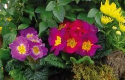 Coupe De Plantes De Deuil Symphonie -L’Agitateur Floral Soldes coupe de plantes de deuil symphonie 2