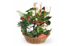 Coupe De Plantes La Corbeille Fleurie