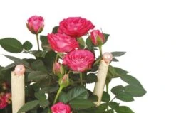 Coupe De Plantes Le Jardin D'Italie -L’Agitateur Floral Soldes coupe de plantes le jardin d italie 2