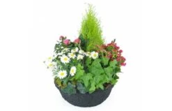 Coupe De Plantes Roses & Blanches "Hedera"