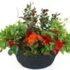 Coupe De Plantes Rouges & Oranges "Rufus"