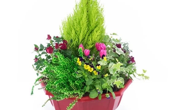 Coupe De Plantes "Tendre Pensée" 2 Coupe De Plantes "Tendre Pensée" – Image 2