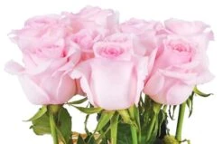 Fagot De Roses Allons Voir Si La Rose... -L’Agitateur Floral Soldes fagot de roses allons voir si la rose 2