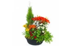 Grande Coupe De Plantes Vertes & Fleuries "Solis"