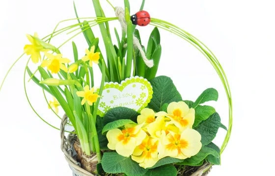 Le Panier Printanier De Jonquilles Et Primevère 2 Le Panier Printanier De Jonquilles Et Primevère – Image 2