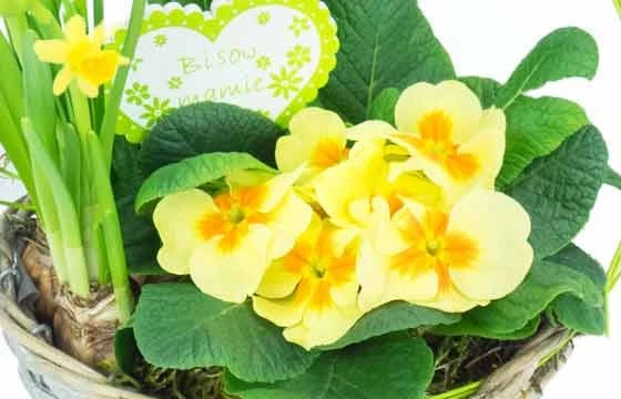 Le Panier Printanier De Jonquilles Et Primevère 3 Le Panier Printanier De Jonquilles Et Primevère – Image 3