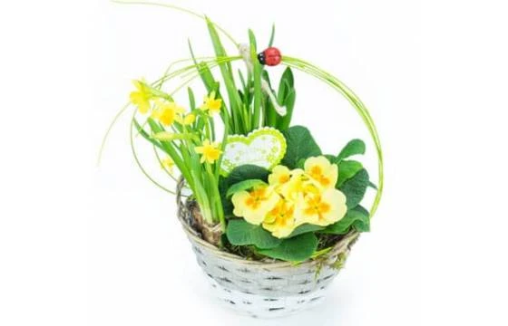 Le Panier Printanier De Jonquilles Et Primevère 1 Le Panier Printanier De Jonquilles Et Primevère
