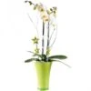 Orchidée Blanche Double Branche
