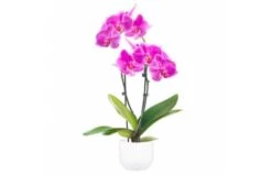Orchidée Double Branche Rose Mauve