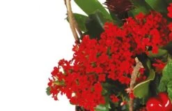 Panier De Plantes Antho Le Jardinier -L’Agitateur Floral Soldes panier de plantes antho le jardinier 2