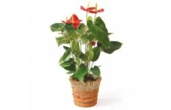 Plante Dépolluante Arthur L'Anthurium