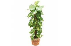 Plante Dépolluante Athos Le Pothos