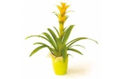 Plante Nana Le Guzmania Jaune