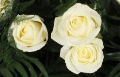 Raquette De Roses Blanches L'Ange Gardien -L’Agitateur Floral Soldes raquette de roses blanches l ange gardien 2